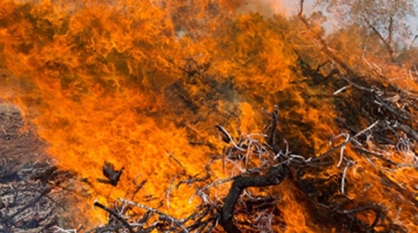 Should Italy's Prized Olive Groves Be Burned to the Ground? [Video ...