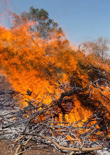 olive trees on fire