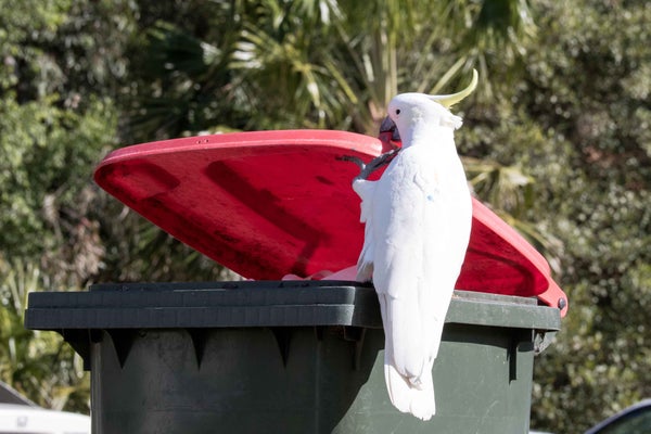 White bird lifts garbage lid with talon
