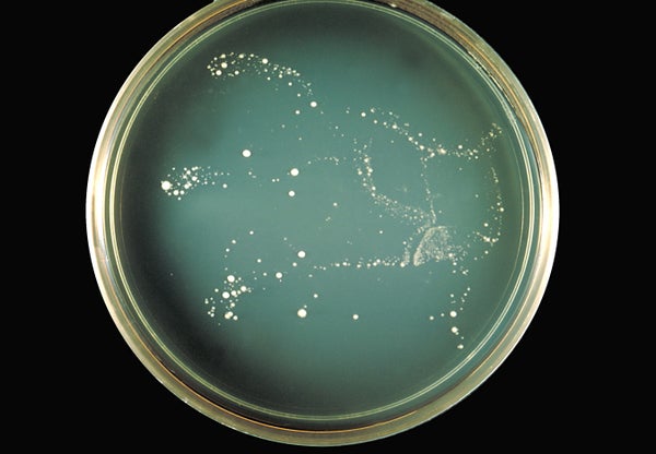 Fungus in a petri dish