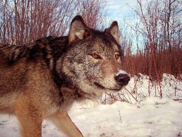 the wolf and the moose natural enemies that need each other