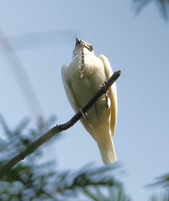 When the Bellbird Calls, You Know It