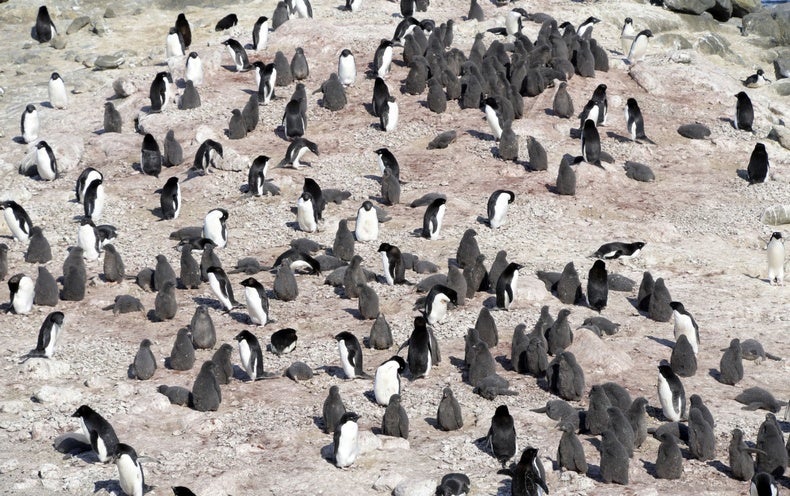 Cooped Up At Home Help Scientists Spot Penguins From Space Or Seek Out Galaxies Scientific American