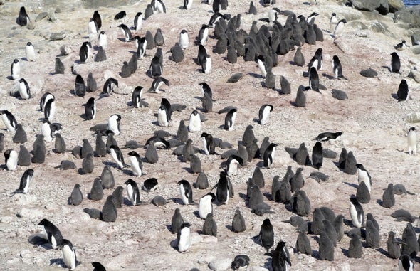 Cooped Up at Home? Help Scientists Spot Penguins from Space or Seek Out Galaxies