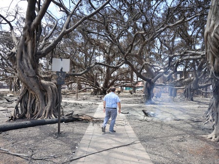Rear view of man walking under charred tree