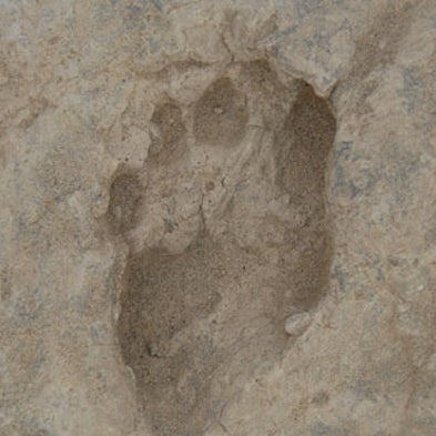Researchers Uncover 1.5-Million-Year-Old Footprints