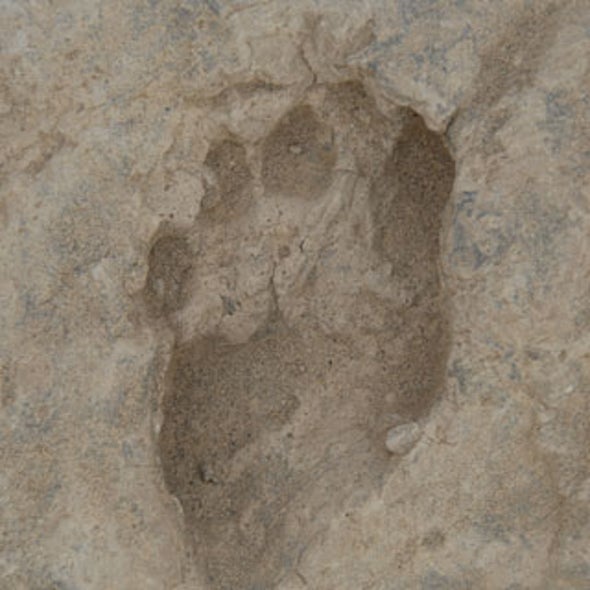 Researchers Uncover 1.5-Million-Year-Old Footprints