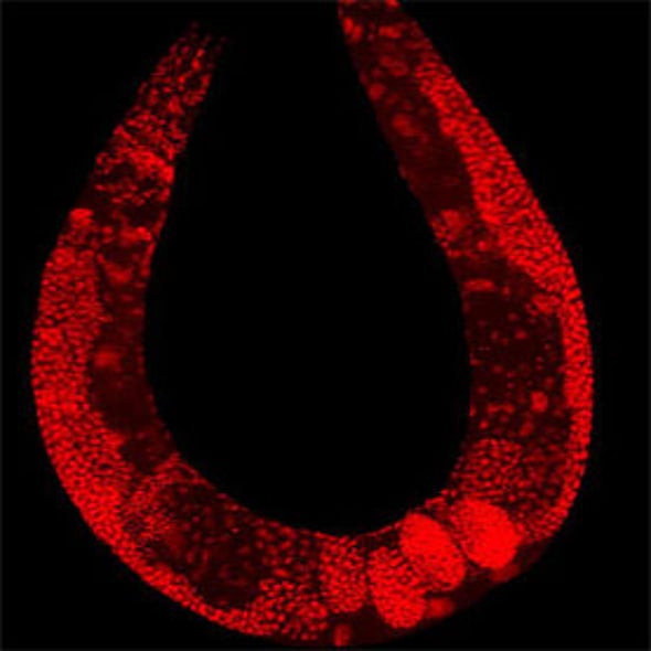 Zooniverse: Worm Watch Lab