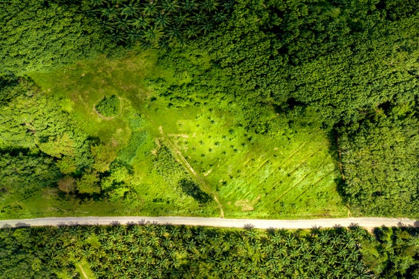 Aerial view of tropical forest.