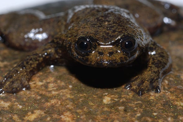 First Lungless Frog Discovered in Indonesia