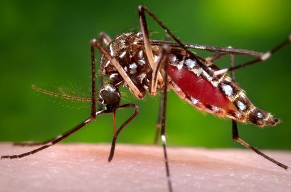 Scientists Can See Zika Coming by Tracking the Climate