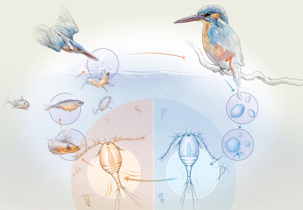 Detail of lifecycle drawing follows parasitic cestode Schistocephalus solidus through 3 hosts: a copepod, a fish and a bird.