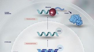 From Discovery Through Delivery: Patient-Focused Development of Gene Therapies For Rare Diseases