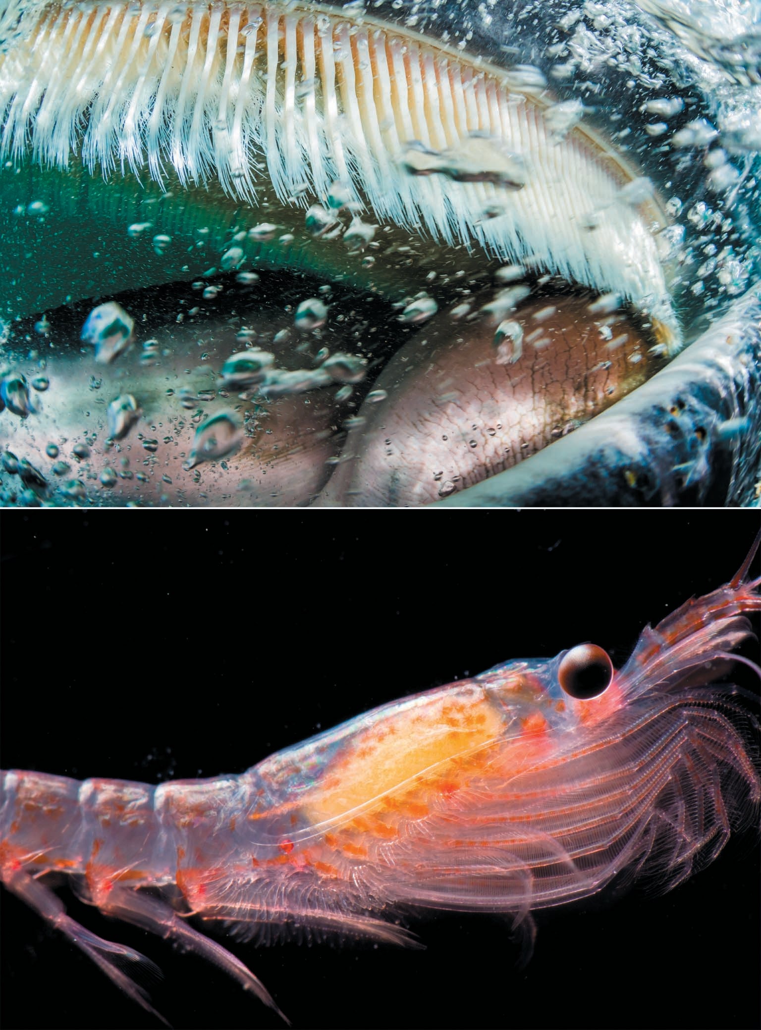 Underwater close-up showing whale’s mouth, baleen and tongue. Krill shown against a black backdrop.