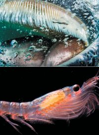 No One Knows How The Biggest Animals On Earth Baleen Whales Find Their 