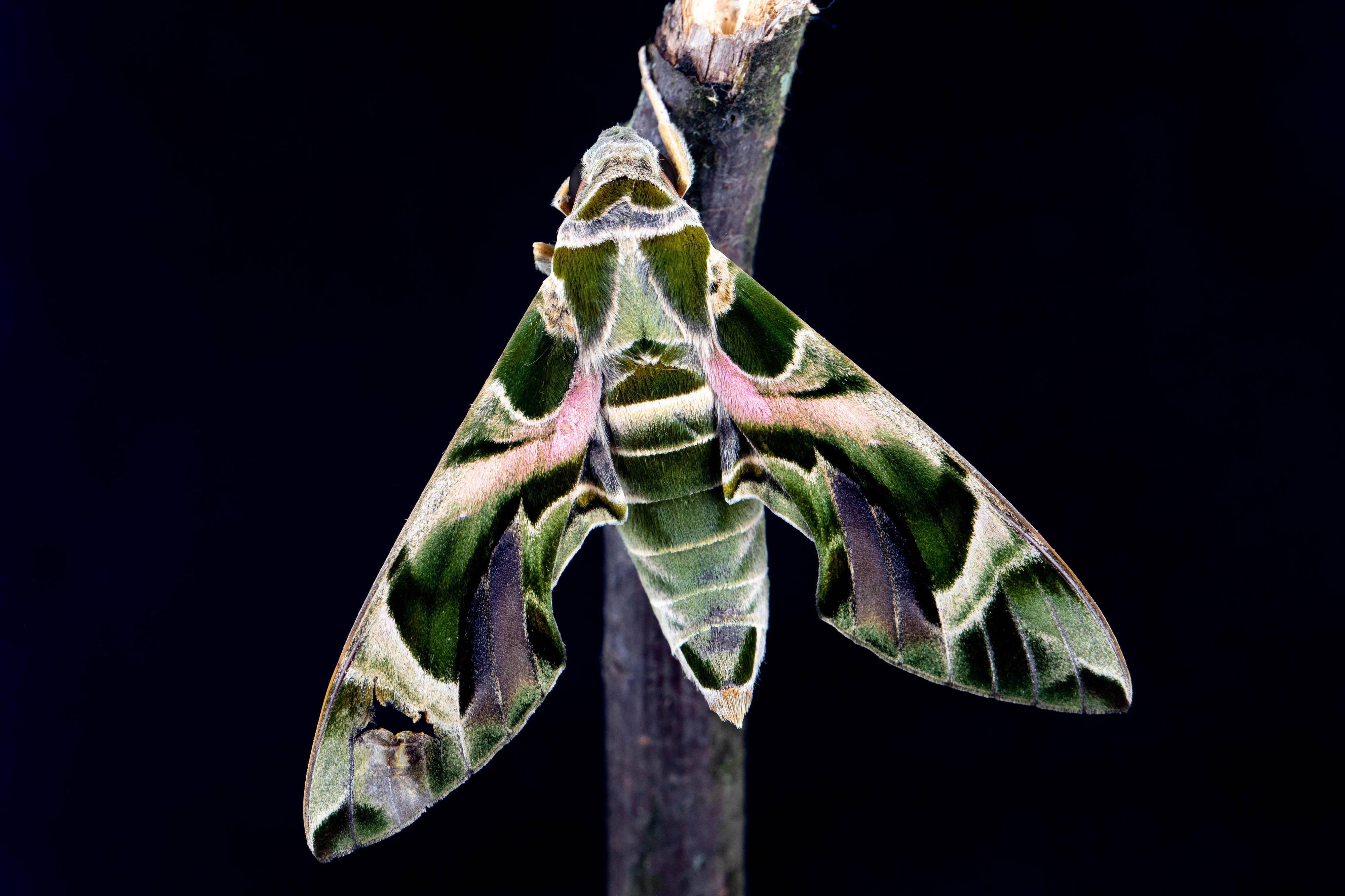 Insect light deals at night