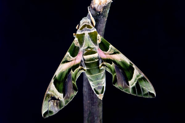 Close up of a moth