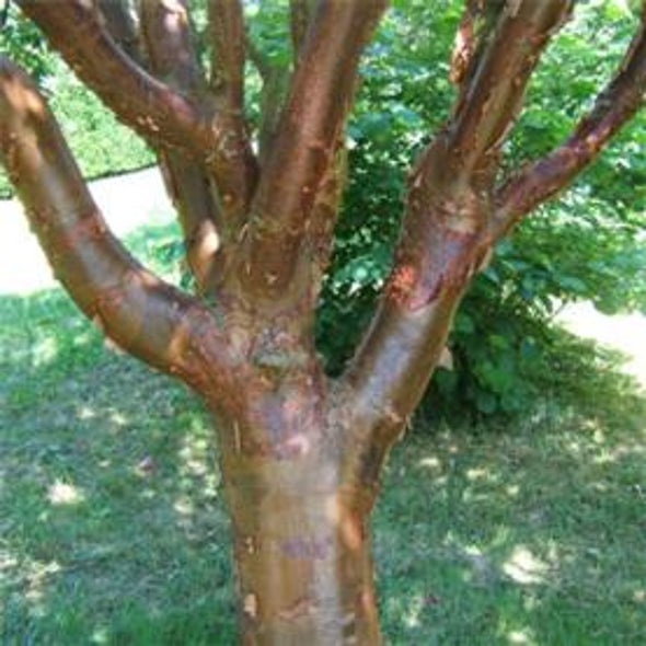 Treezilla