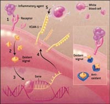 EARLY-STAGE ATHEROSCLEROSIS
