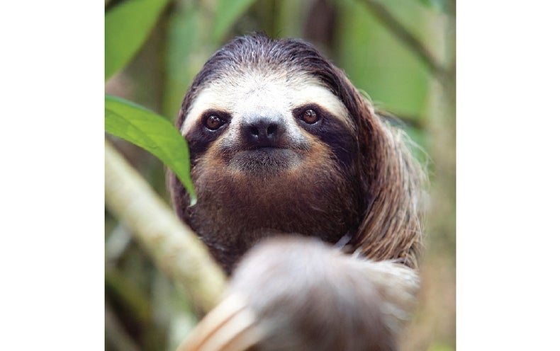 It s Official Three Toed Sloths Are The Slowest Mammals On Earth it-s-official-three-toed-sloths-are-the-slowest-mammals-on-earth