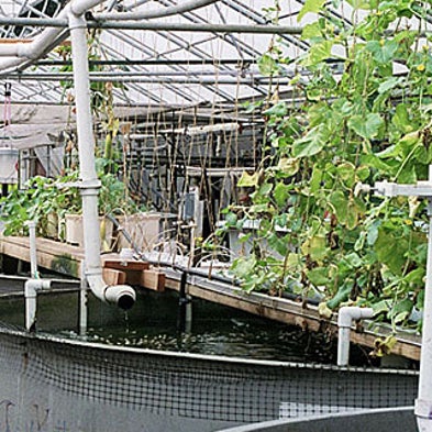 Angling for a Better Way to Farm Fish--And Vegetables, Too