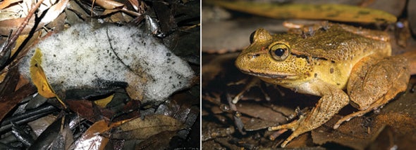 A Frothy Mucus Nest Protects Frog Eggs from Drought