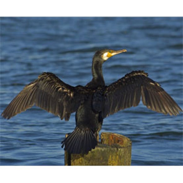The Seabird Ecological Assessment Network (SEANET)