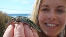 One Type of Lizard Changes Background, Not Skin, for Camouflage