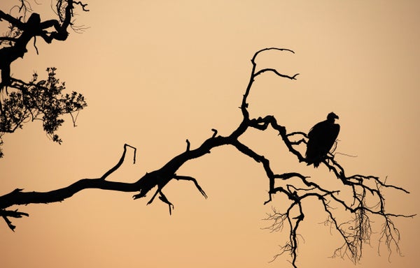 Vulture silhouetted in a tree at dusk