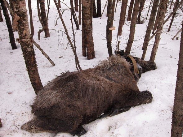 As Winters Warm, Blood-Sucking Ticks Drain Moose Dry