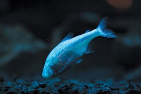 A fish with no eyes shown under bluish light and underwater.