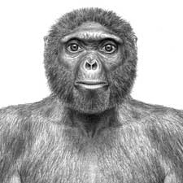 LongAwaited Research on a 4.4MillionYearOld Hominid Sheds New Light