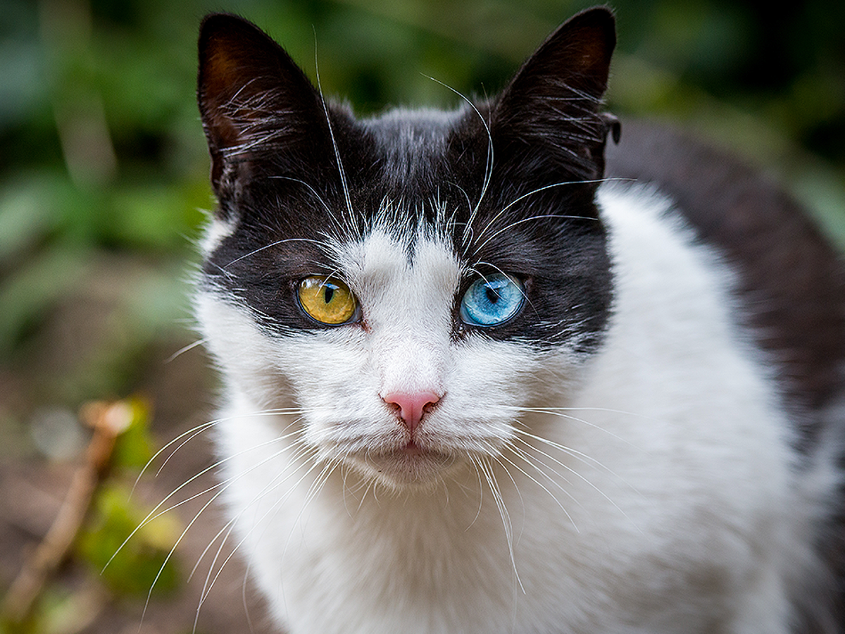 Cats Can Hide Their Pain--But Not from AI | Scientific American