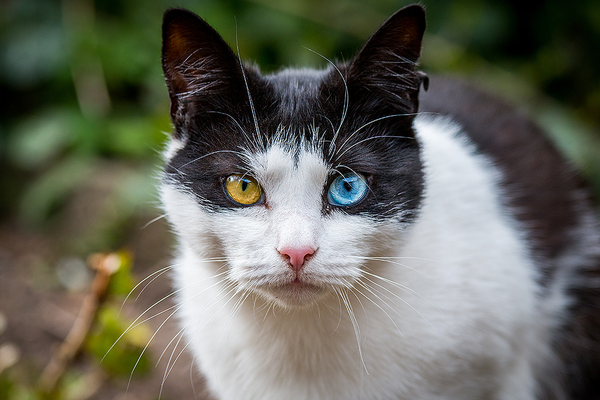 A black and white cat with one yellow eye and one blue eye