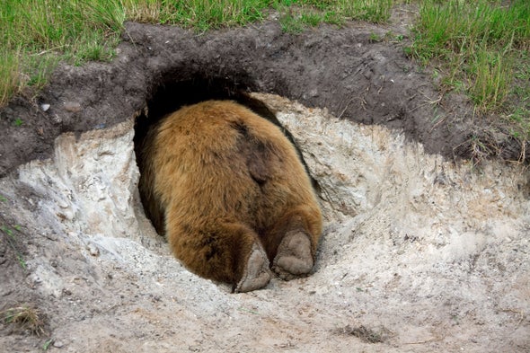 How Bears Hibernate without Getting Blood Clots