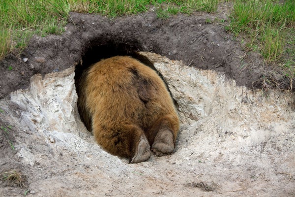 Rear view of brown bear crawling into den