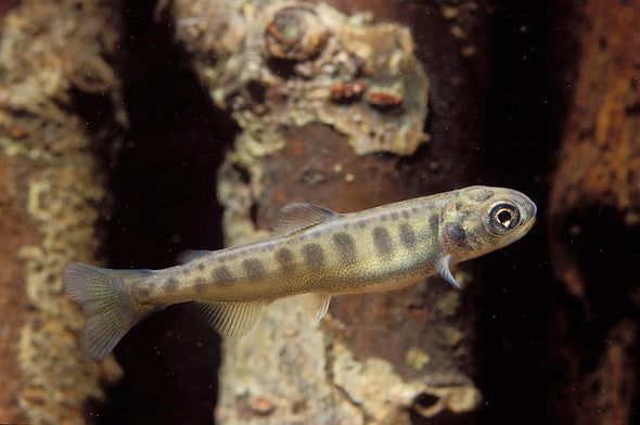 Salmon Use Magnetic Field–Based Internal Maps to Find Their Way