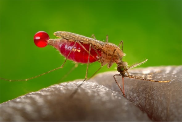 Medicine Nobel Recognizes Fights against Malaria and River Blindness