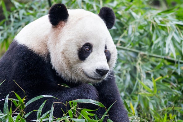 Roads Are Slicing Up Giant Pandas' Habitat