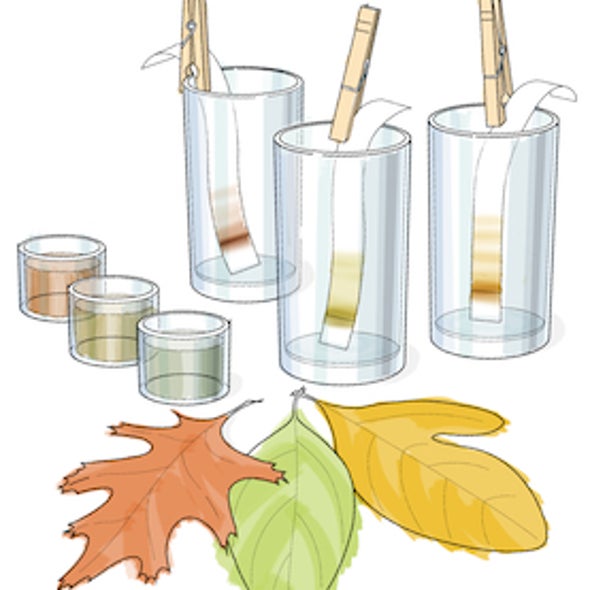 Find the Hidden Colors of Autumn Leaves
