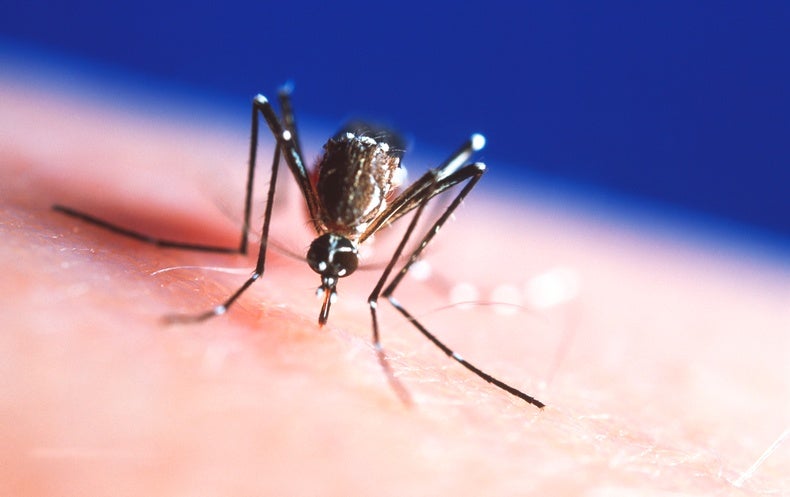 Spread of Deadly Mosquito-borne Disease May Be Linked to Climate Change - Scientific American