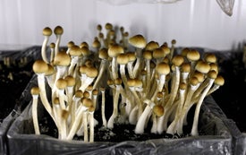 A Renaissance for Psychedelics Could Fill a Long-Standing Treatment Gap for Psychiatric Disorders
