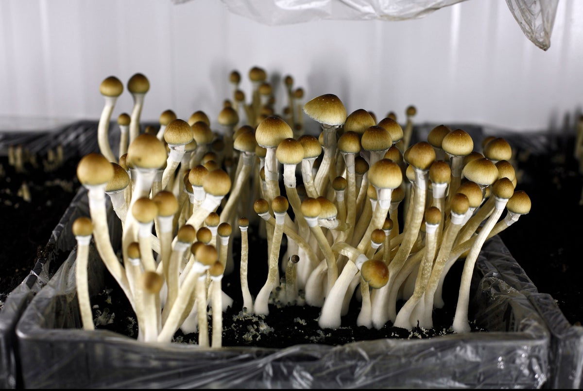 A Renaissance for Psychedelics Could Fill a Long-Standing Treatment Gap ...