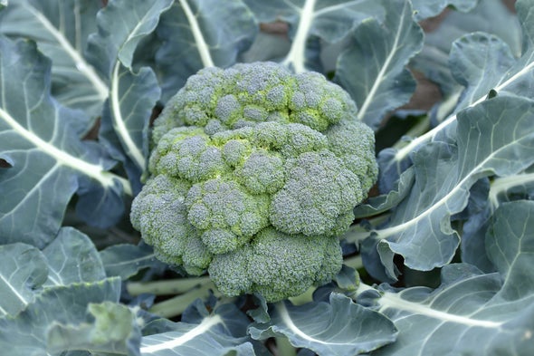 Aversion to Broccoli May Have Genetic Roots