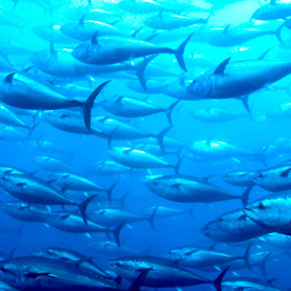 How Does Mercury Get Into Fish? Scientific American