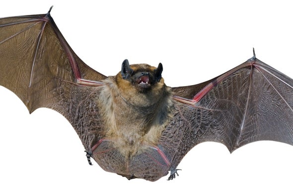Bats Learn to Take White-Nose Punch