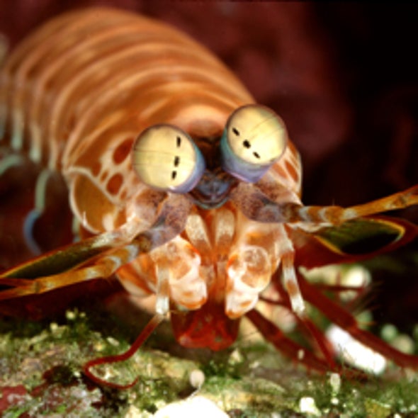 Polarized Peepers: Crustacean's Eyes Surpass Man-Made Optical Devices in Manipulating Light