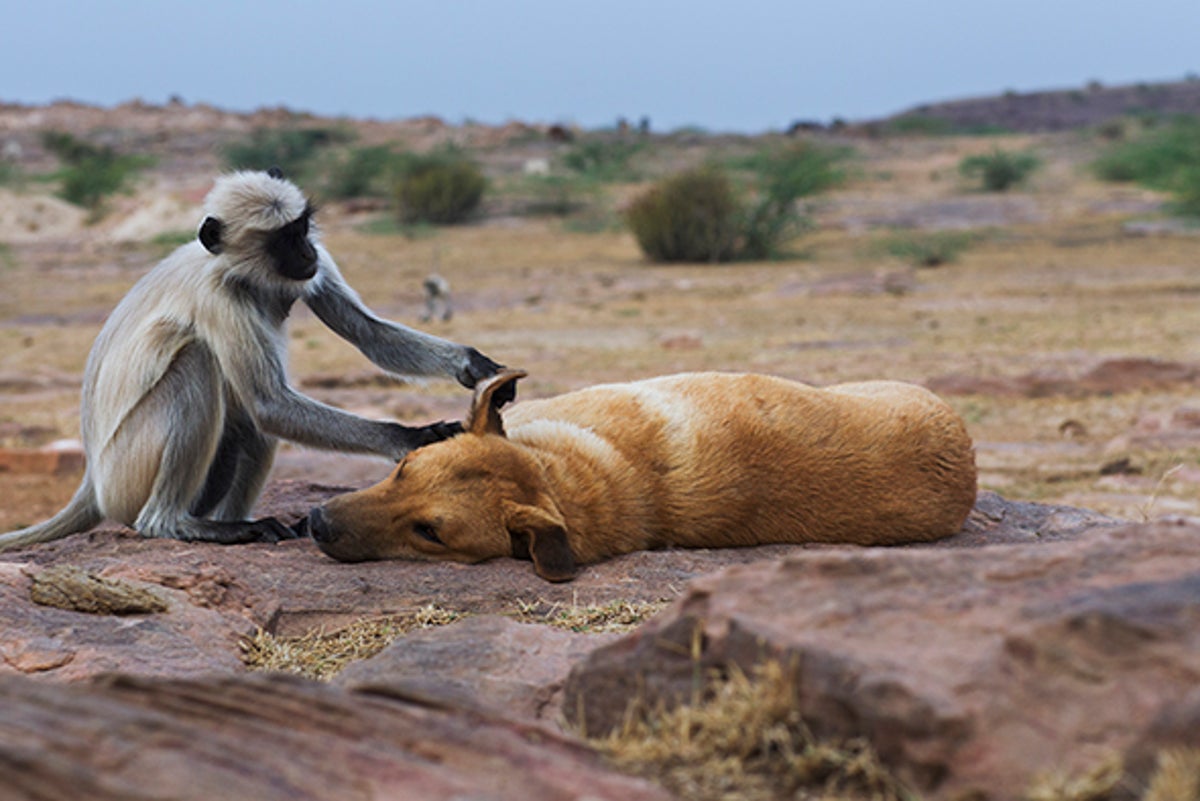 Can Microbes Encourage Altruism?