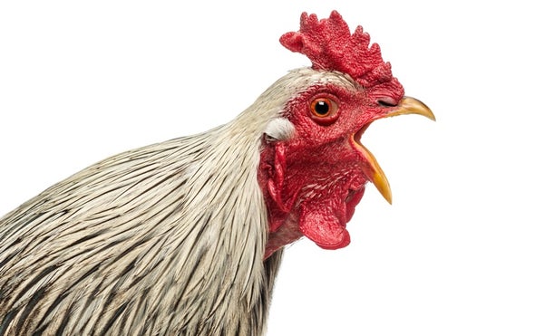 fowl language ai decodes the nuances of chicken ldquo speech rdquo