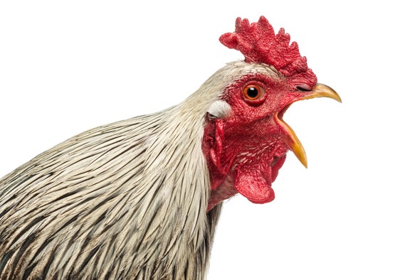 Fowl Language: AI Decodes the Nuances of Chicken  "Speech"